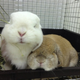 Image for article titled A Visit to Japan's Bunny Cafes